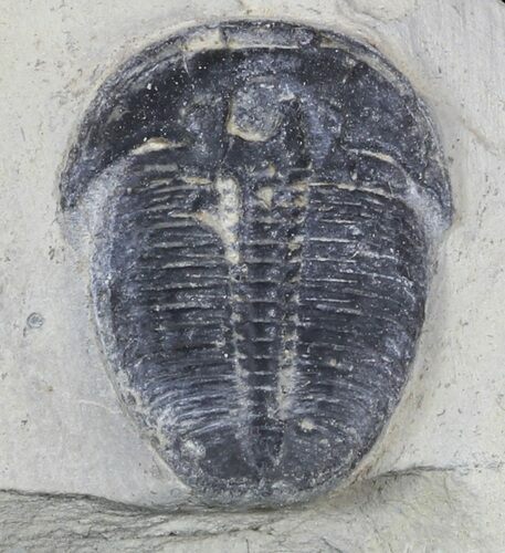 Elrathia Trilobite In Shale - Utah #55192
